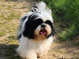 Un chien Shih Tzu bicolore LOF de 2 ans à vendre