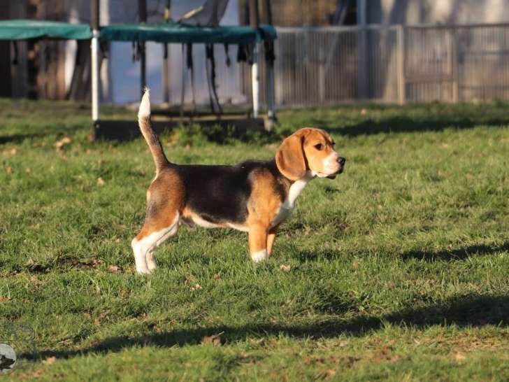 Un chiot Beagle tricolore LOF à la vente