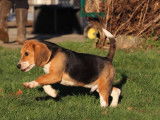 Un chiot Beagle tricolore LOF à la vente