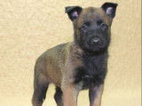 Des chiots Bergers Belges Malinois LOF à acheter