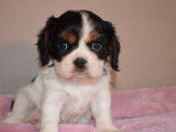3 chiots Cavaliers King Charles LOF à réserver