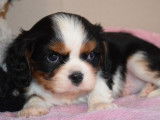3 chiots Cavaliers King Charles LOF à réserver