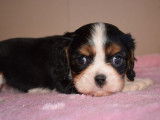 3 chiots Cavaliers King Charles LOF à réserver
