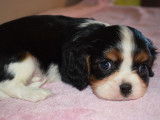 3 chiots Cavaliers King Charles LOF à réserver