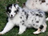 Un chiot femelle Berger Australien bleu merle LOF disponible à l'achat