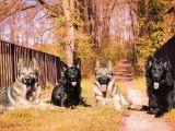 3 chiots Bergers Allemands LOF à la vente