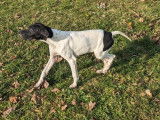 Un chiot Pointer LOF mâle disponible à l'achat