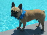 Scooby