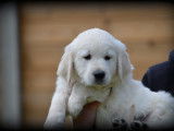 Chiots Golden Retriever à vendre