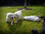 Chiots Golden Retriever à vendre