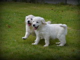 Chiots Golden Retriever à vendre