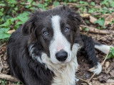 Chiot de race Border Collie à vendre