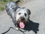 Disponible à l'adoption : chien gris
