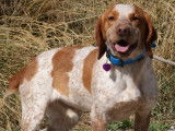 Chien d’un an à adopter
