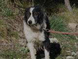 Chien noir et blanc disponible à l’adoption