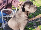 En attente d’une famille : chien de 2 ans