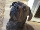 En attente d’une famille : chien de 2 ans