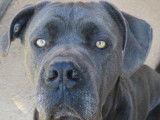 En attente d’une famille : chien de 2 ans