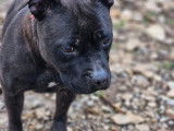 À la recherche d'un foyer : chienne noire