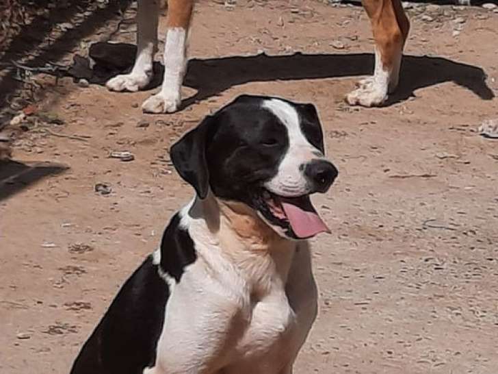 À adopter : chien noir et blanc