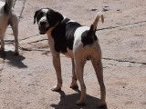 À adopter : chien noir et blanc