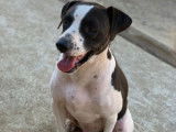 À adopter : chien noir et blanc