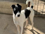 Disponible à l'adoption : chien de 7 ans