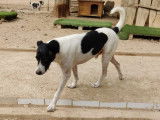 Disponible à l'adoption : chien de 7 ans