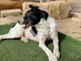 Disponible à l'adoption : chien de 7 ans