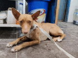 Prête pour l’adoption : chienne rousse
