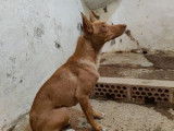 Prête pour l’adoption : chienne rousse