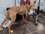 Prête pour l’adoption : chienne rousse