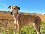 Chienne bringée prête pour l’adoption