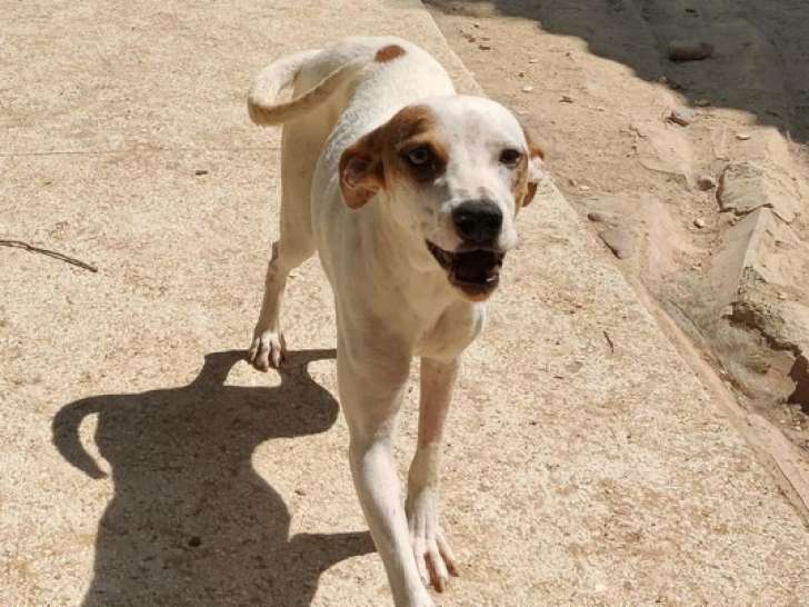 Chienne blanche disponible à l'adoption