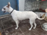 Chienne blanche disponible à l'adoption