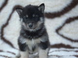 5 chiots Huskies LOF, de d&eacute;cembre 2023, &agrave; vendre