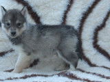 5 chiots Huskies LOF, de d&eacute;cembre 2023, &agrave; vendre