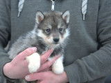 5 chiots Huskies LOF, de d&eacute;cembre 2023, &agrave; vendre