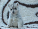 5 chiots Huskies LOF, de d&eacute;cembre 2023, &agrave; vendre
