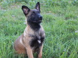 Un chiot mâle Berger Belge Malinois LOF à vendre