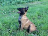 Un chiot mâle Berger Belge Malinois LOF à vendre