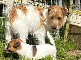 À vendre : chienne Jack Russell LOF bicolore d’octobre 2020