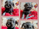 À réserver : 4 chiots Schnauzers Nains poivre et sel LOF