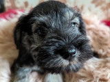 À réserver : 4 chiots Schnauzers Nains poivre et sel LOF
