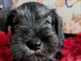 À réserver : 4 chiots Schnauzers Nains poivre et sel LOF