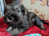 À réserver : 4 chiots Schnauzers Nains poivre et sel LOF