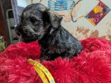 À réserver : 4 chiots Schnauzers Nains poivre et sel LOF