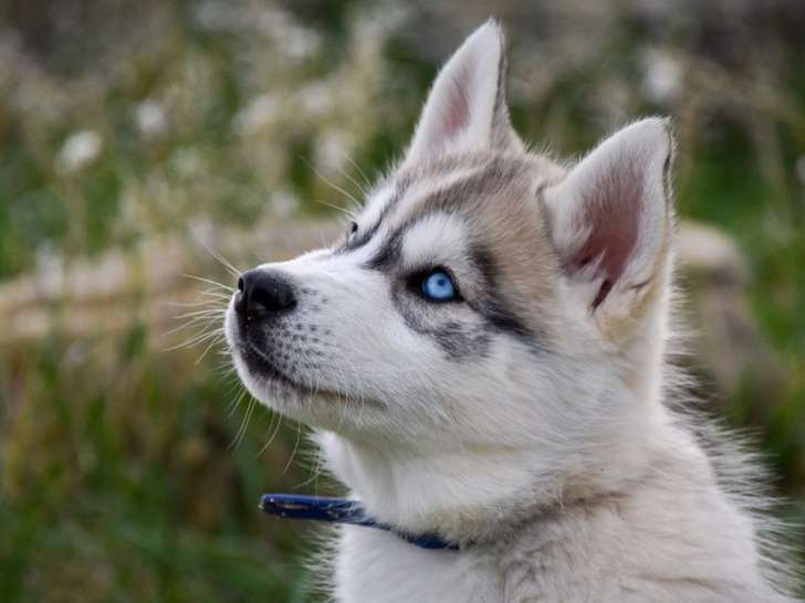 À vendre : 2 chiots Huskies Sibériens LOF