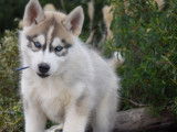 À vendre : 2 chiots Huskies Sibériens LOF