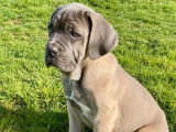 Disponibles à l’achat : 4 chiots Cane Corso LOF